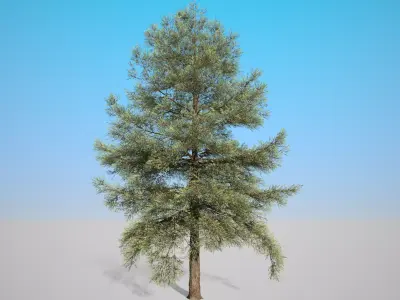 Conifer Tree 001 3D model