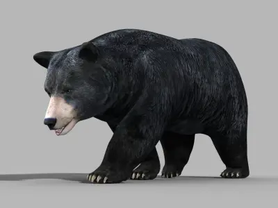 Black Bear PRO 3D model