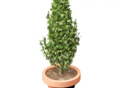 Vase Cypress Free 3D model
