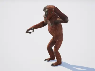 Orangutan 3D model