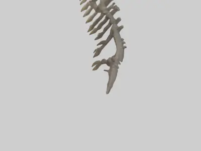 Lizard Rib Low-poly 3D model