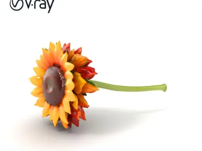 Decorative Sunflower Blossom 3D Model Pack Low-poly 3D model