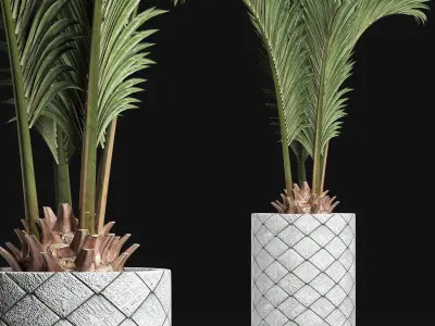 Plants Collection 155 Palm 3D model