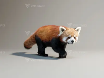 Red Panda Animation - Blender 3D model