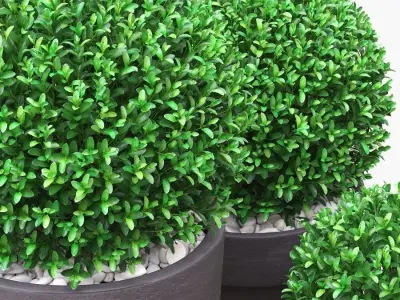 Potted Buxus Balls 01 3D model