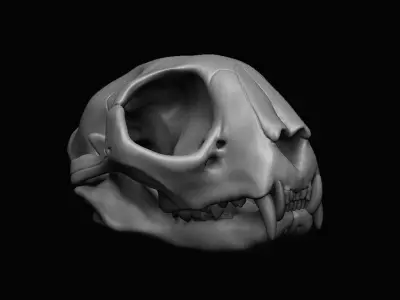 Cat Skull  3D model purchase