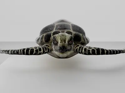 3D Model Sea Turtle Low-poly 3D model
