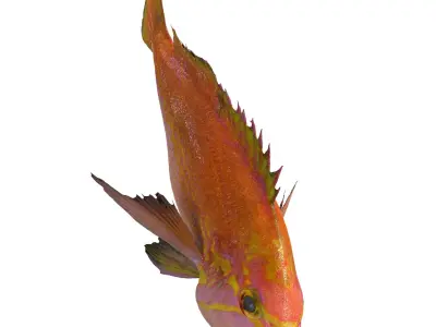 RED FISH DOWNLOAD SALMON TUNA SEA OCEAN 3D print model