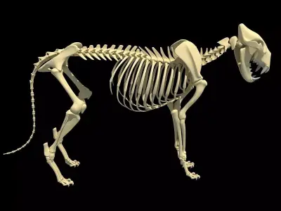 Lion Skeleton 3D model