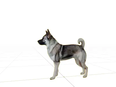 Norwegian Elkhound Dog Low-poly 3D model