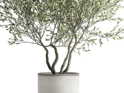 Olive tree in a flowerpot for the interior 970 3D model