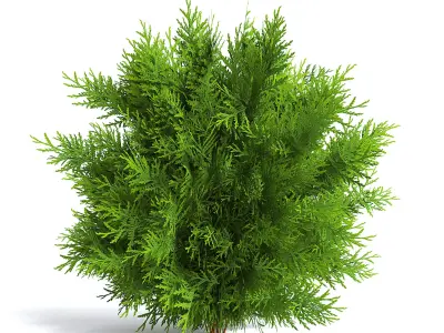 Thuja Shrub I 3D model