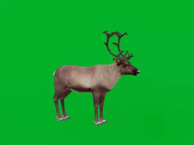 Reindeer Low-poly 3D model