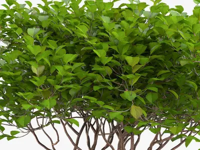 Tropical bush Low-poly 3D model