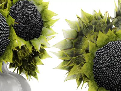 Beautiful Bouquet Of Green And Black Sunflowers vase decor 3D model