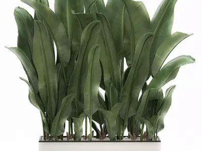 Decorative banana in a white flowerpot 539 3D model