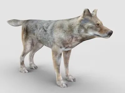 Wolf Model 3D model