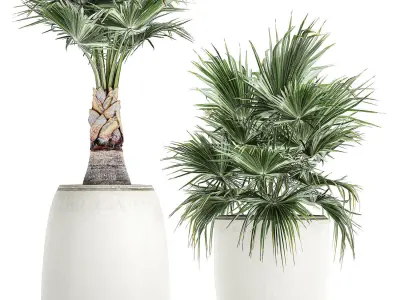 Decorative palm in a white flowerpot 818 3D model