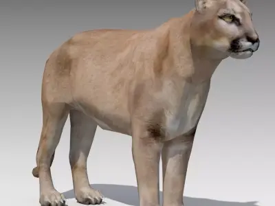 Cougar Animated Low-poly 3D model