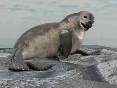 Seal and Polar Seal Low-poly 3D model