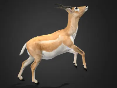 Young Blackbuck Realistic Animated 3D model