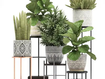 Collection of Exotic plants ficus 343 3D model