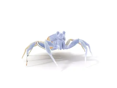 White Crab model pack Low-poly 3D model