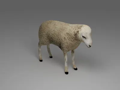 Sheep Rigged 3D model Low-poly 3D model