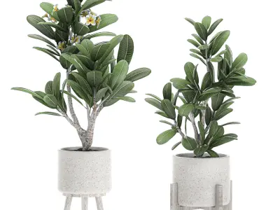 Decorative plumeria trees for the interior in white pots 558 3D model