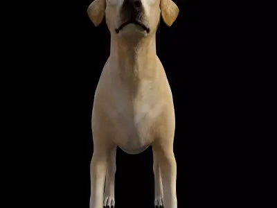 Labrador Dog Low-poly 3D model purchase