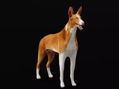 Ibizan Hound Dig 3D model