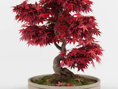 Bonsai Japanese Maple tree 3D model