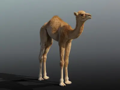 Camel Baby Animated  3D model