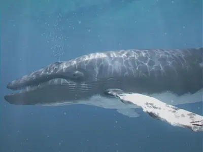 Animated Whale 3D model