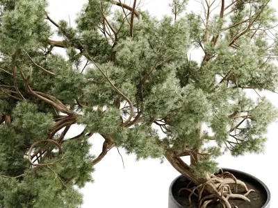  Bonsai Tree in a stand metal pot - Indoor Plant 709 3D model