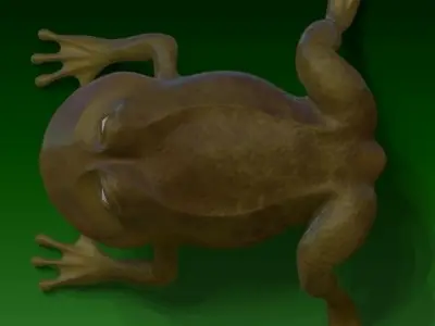 Cartoon rigged frog Low-poly 3D model