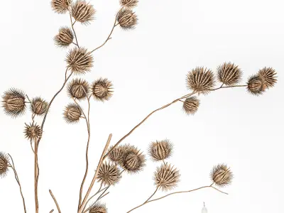 Bouquet Of Dry Thorns In A Glass Vase For Decor 3D model