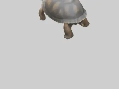 Galapagos Giant Tortoise walking model 3D model