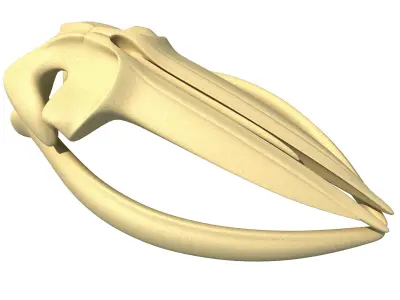 Fin Whale Skull 3D model