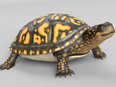Box Turtle 3D model