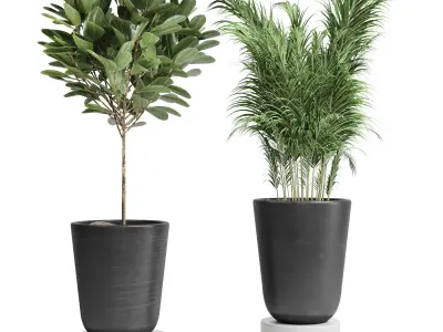 Indoor plant 24 Low-poly 3D model