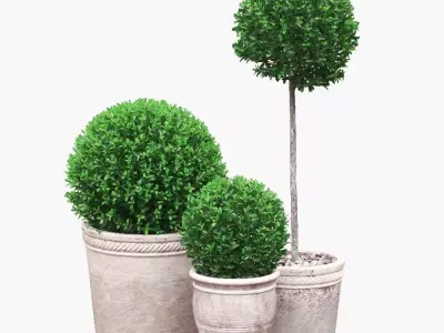 Potted Topiary Buxus 04 3D model