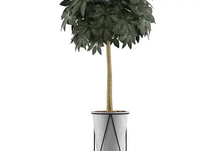 Plants Collection 81 3D model