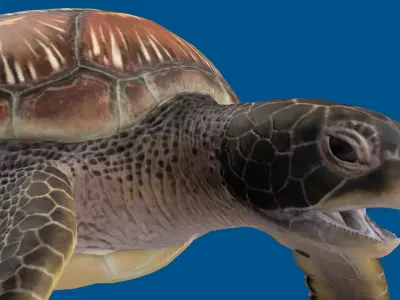 TURTLE RIGGED ANIMATED 1 Low-poly 3D model