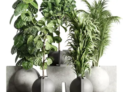  Indoor plant concrete dirt vase pot monstera ficus rubbery 3D model