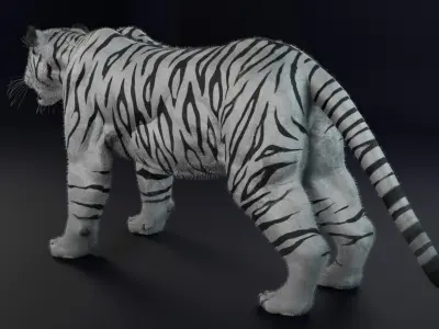 White Tiger realitic Low-poly 3D model