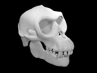 Monkey Skull Low-poly 3D model