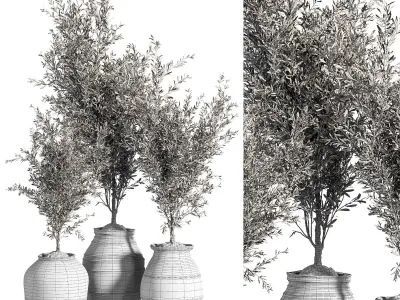 Indoor Plant olive Set 05 3D model