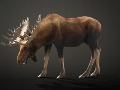 Moose Male Animated 3D model