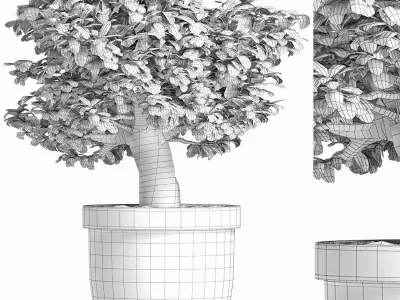 Plants Collection 171 Sageretia Theezans 3D model